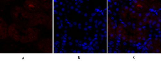 IF - p38 Polyclonal Antibody AP71696